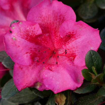 Perfecto Mundo Epic Pink® Reblooming Azalea (Rhododendron x)