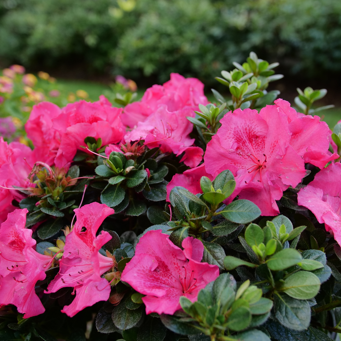 Perfecto Mundo Epic Pink® Reblooming Azalea (Rhododendron x)