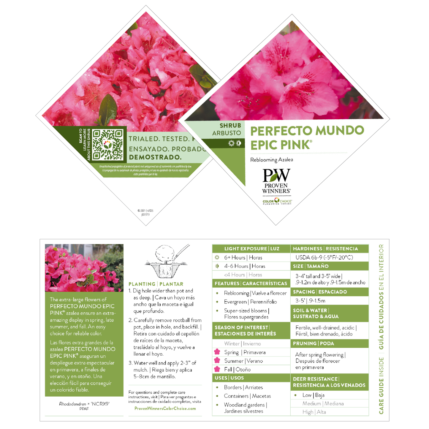 Perfecto Mundo Epic Pink® Reblooming Azalea (Rhododendron x)
