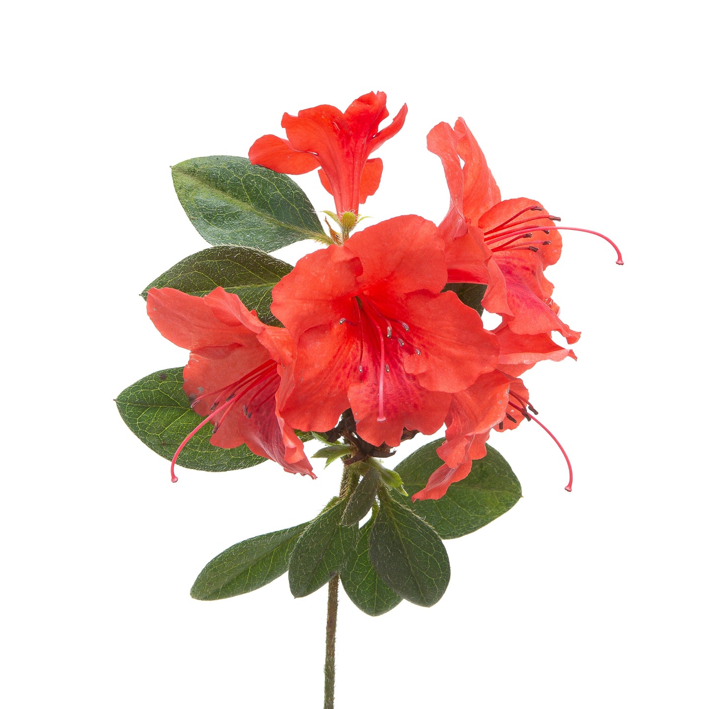 Perfecto Mundo® Orange Reblooming Azalea (Rhododendron x)