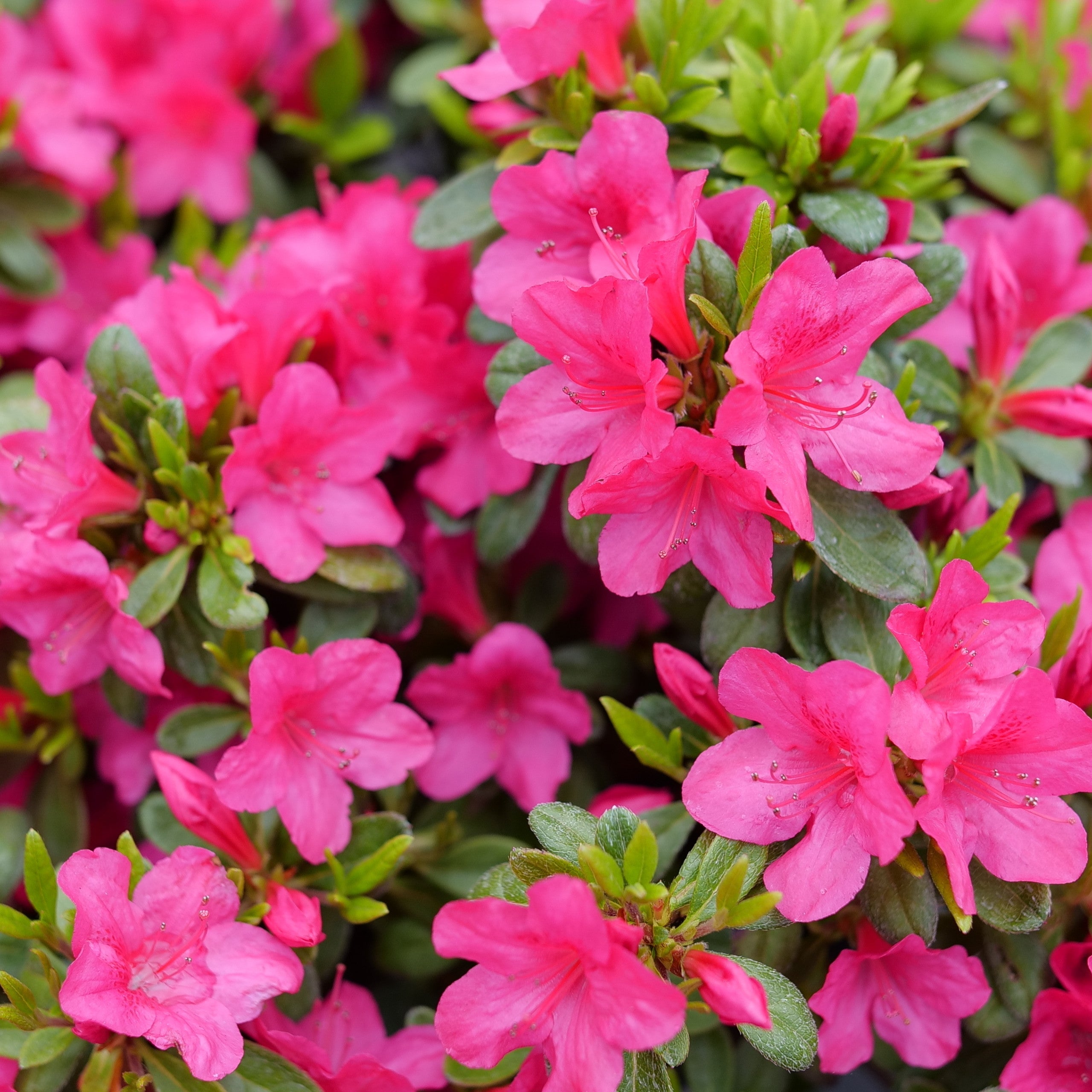 Reblooming Azalea | Perfecto Mundo Fuchsia Carpet® | Proven