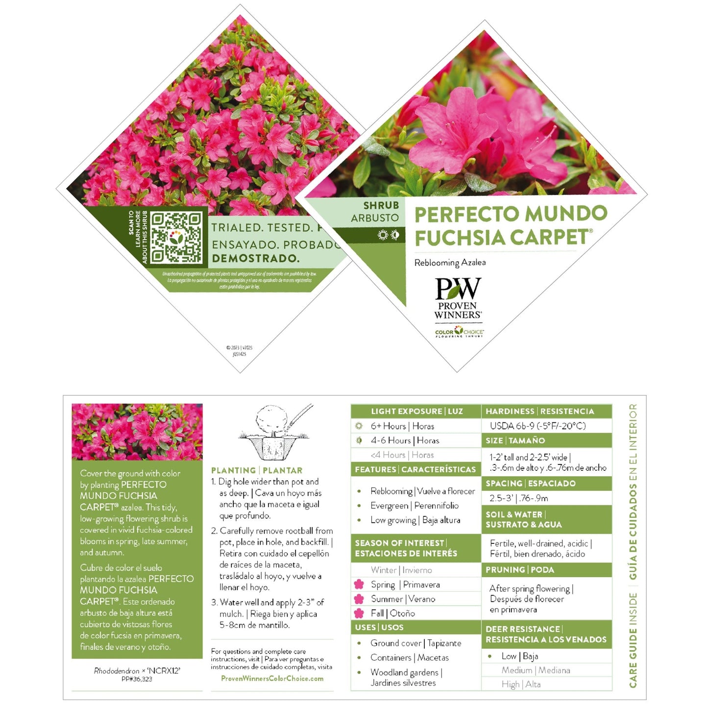 Perfecto Mundo Fuchsia Carpet® Reblooming Azalea (Rhododendron x)