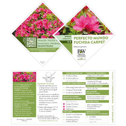 Perfecto Mundo Fuchsia Carpet® Reblooming Azalea (Rhododendron x)