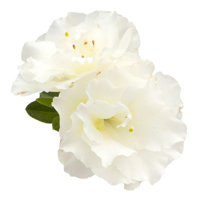 Perfecto Mundo® Double White Reblooming Azalea (Rhododendron x)