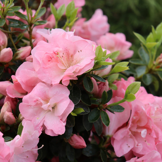 Perfecto Mundo Pink Carpet Reblooming Azalea up close.