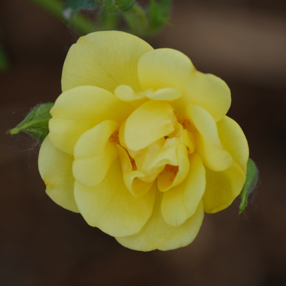 Oso Easy Lemon Zest® Rose