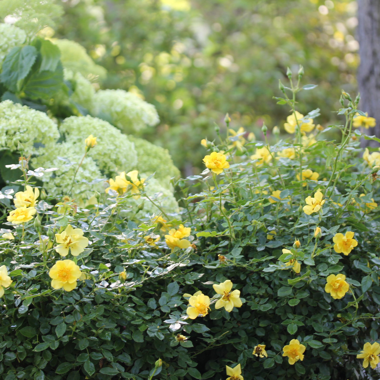 Oso Easy Lemon Zest® Rose