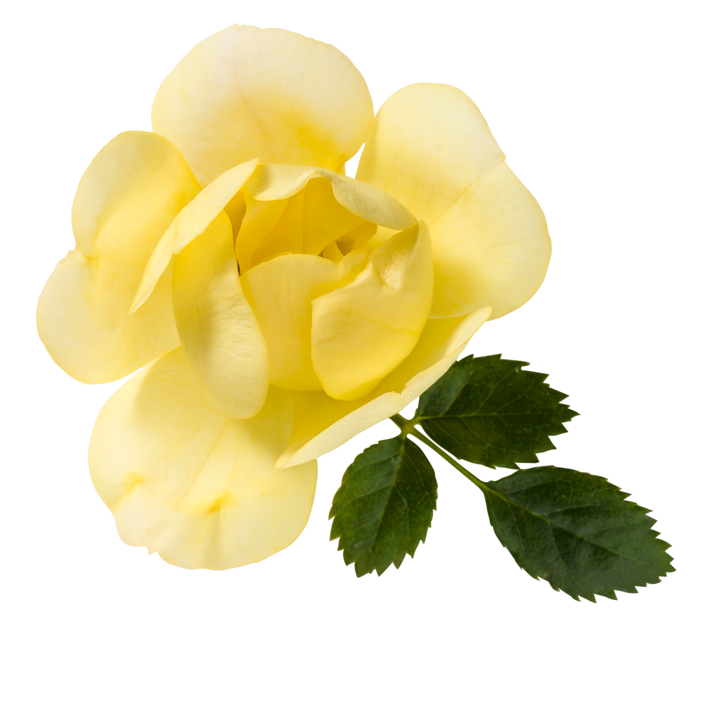 Oso Easy Lemon Zest® Rose