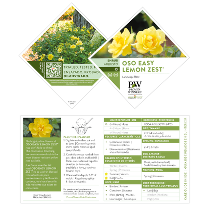 Oso Easy Lemon Zest® Rose