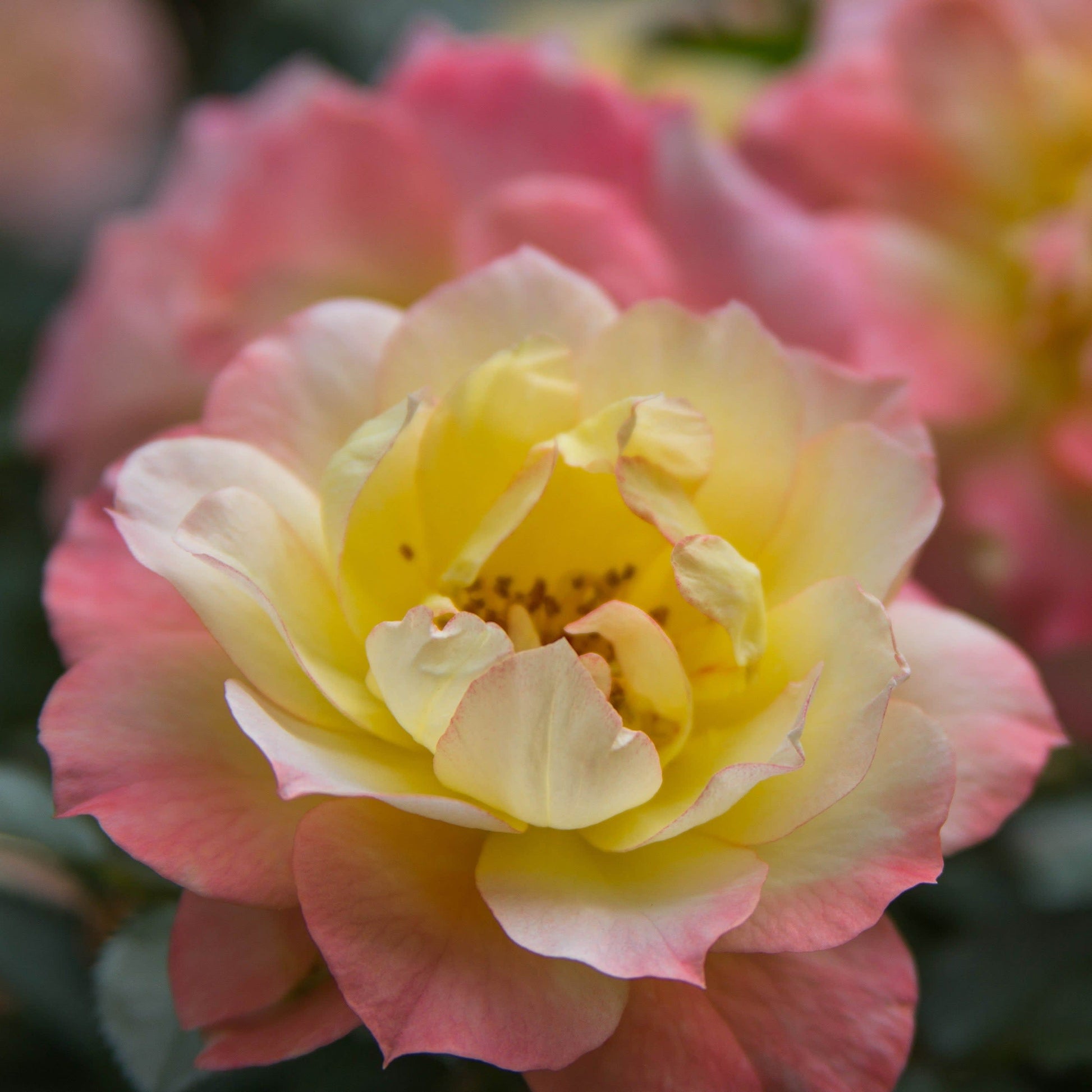 Oso Easy Italian Ice Rose up close.