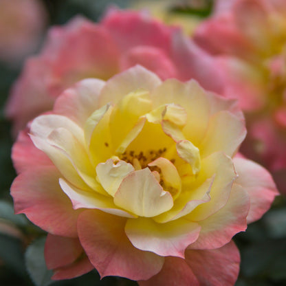 Oso Easy Italian Ice Rose up close.