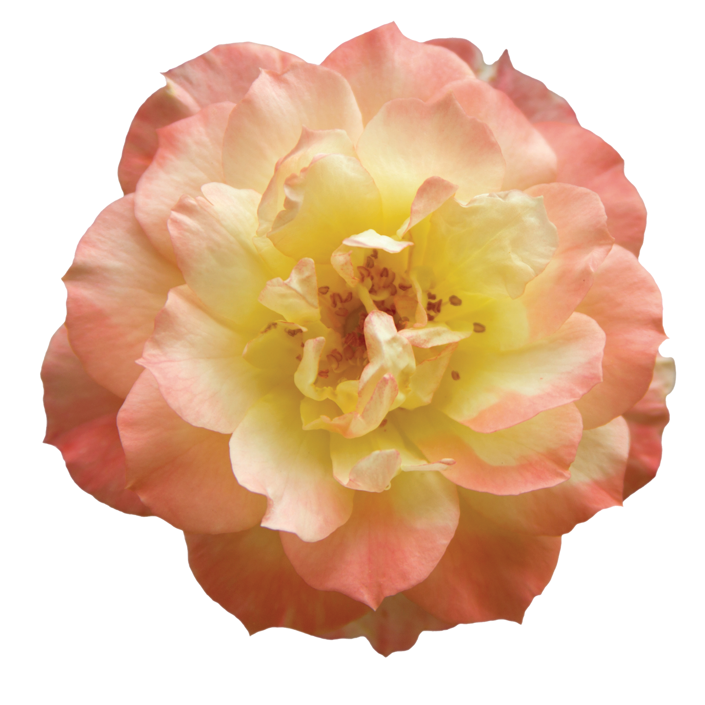 Oso Easy Italian Ice® Rose