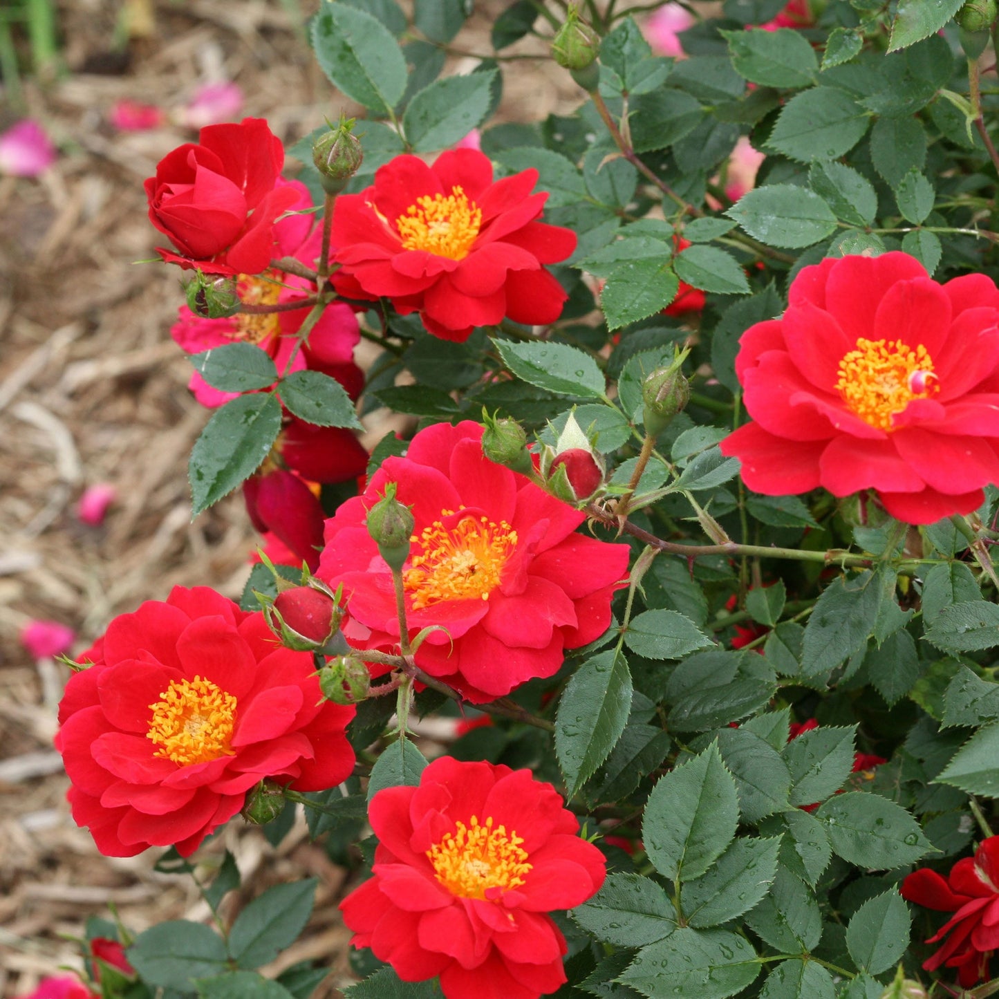 Oso Easy Urban Legend Rose up close.