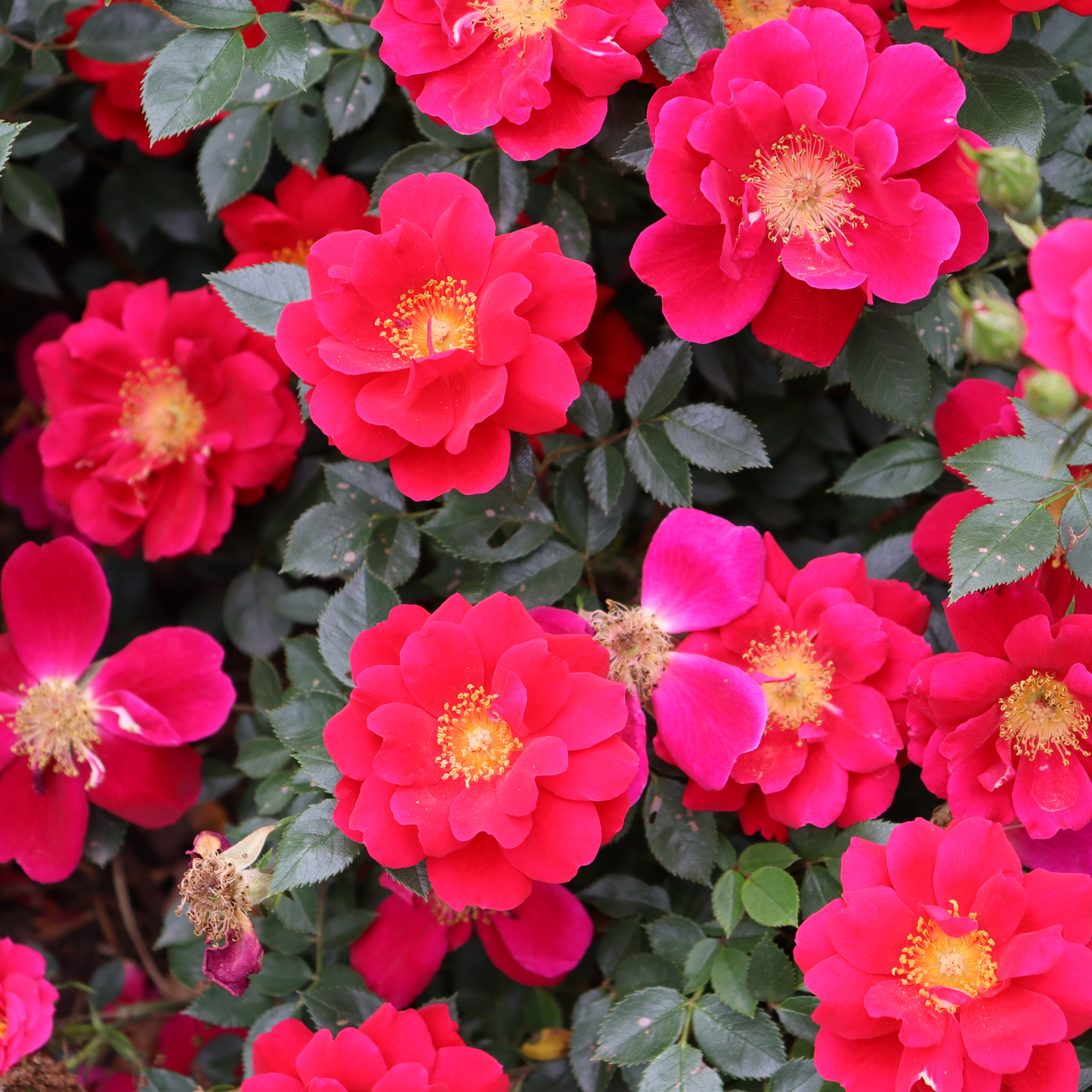 Oso Easy® Urban Legend® Rose