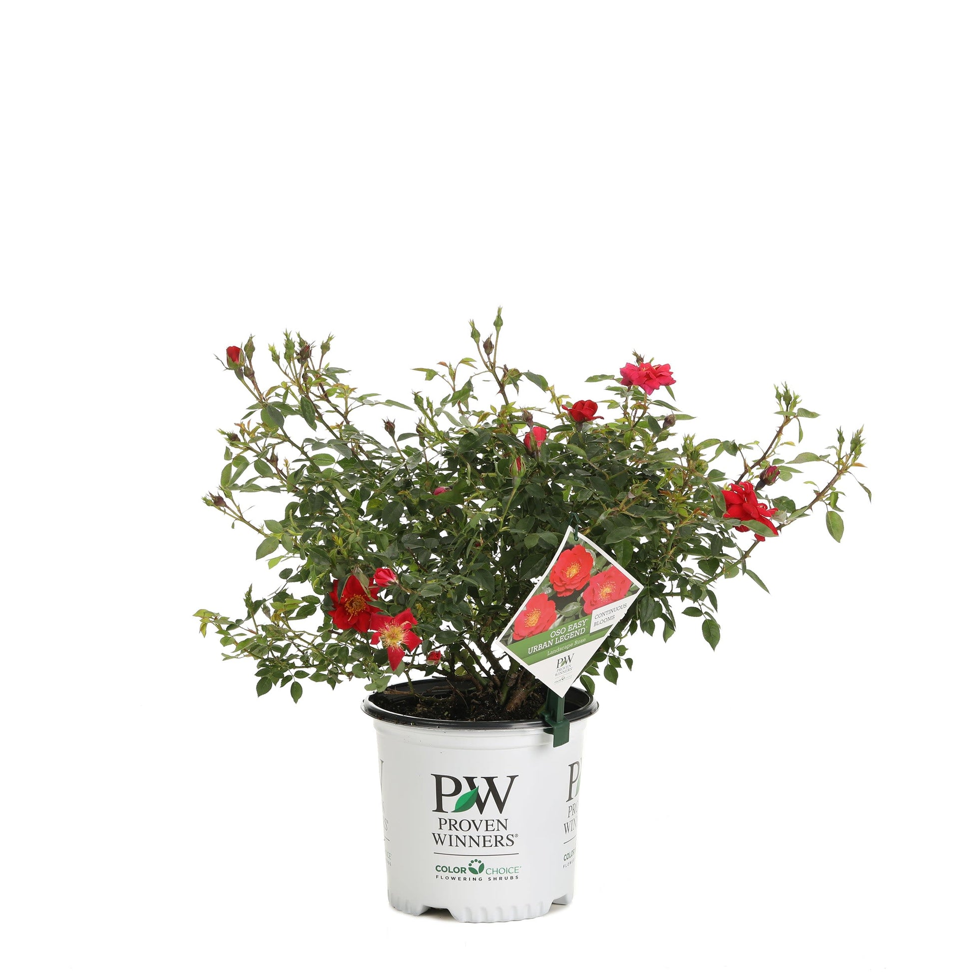 Oso Easy Urban Legend Rose in container.