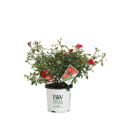 Oso Easy Urban Legend Rose in container.