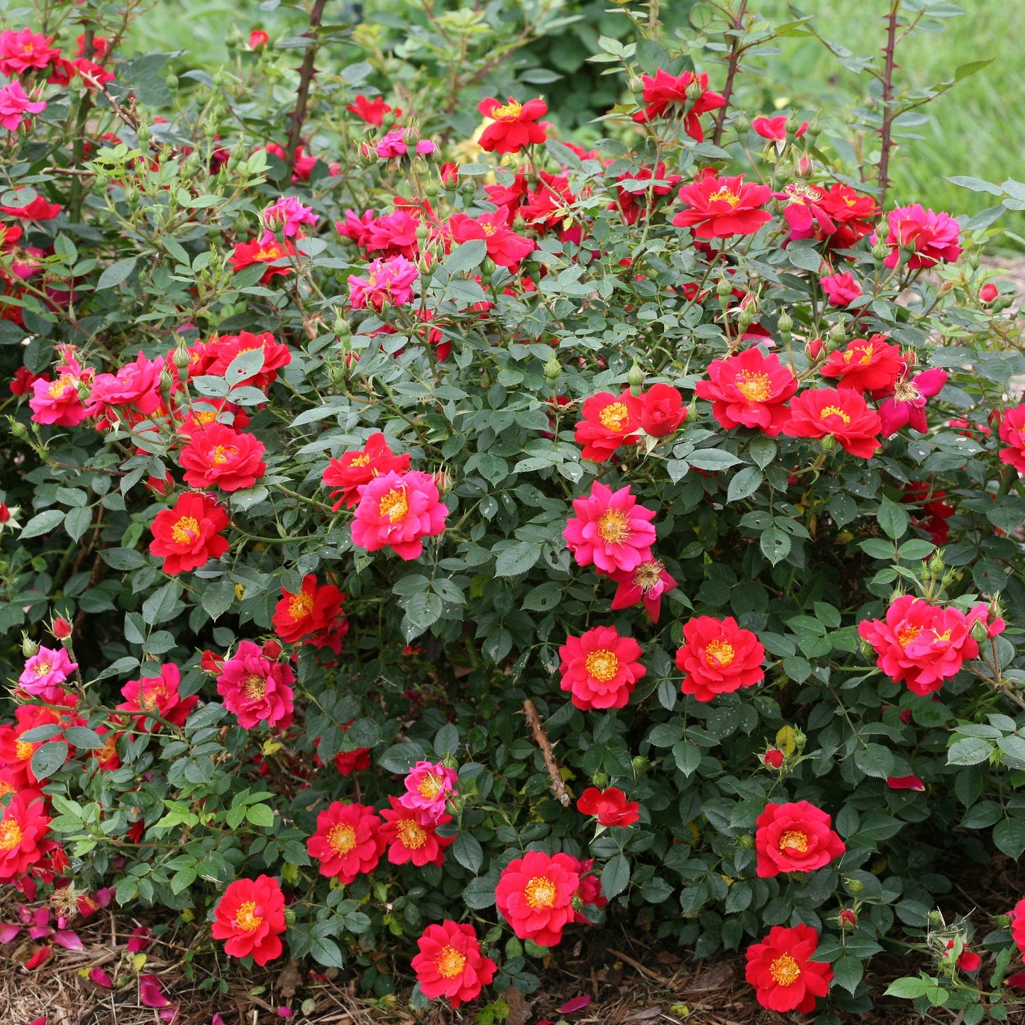 Oso Easy Urban Legend Rose in focus.