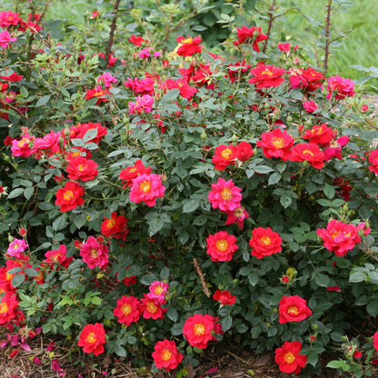Oso Easy Urban Legend Rose in focus.