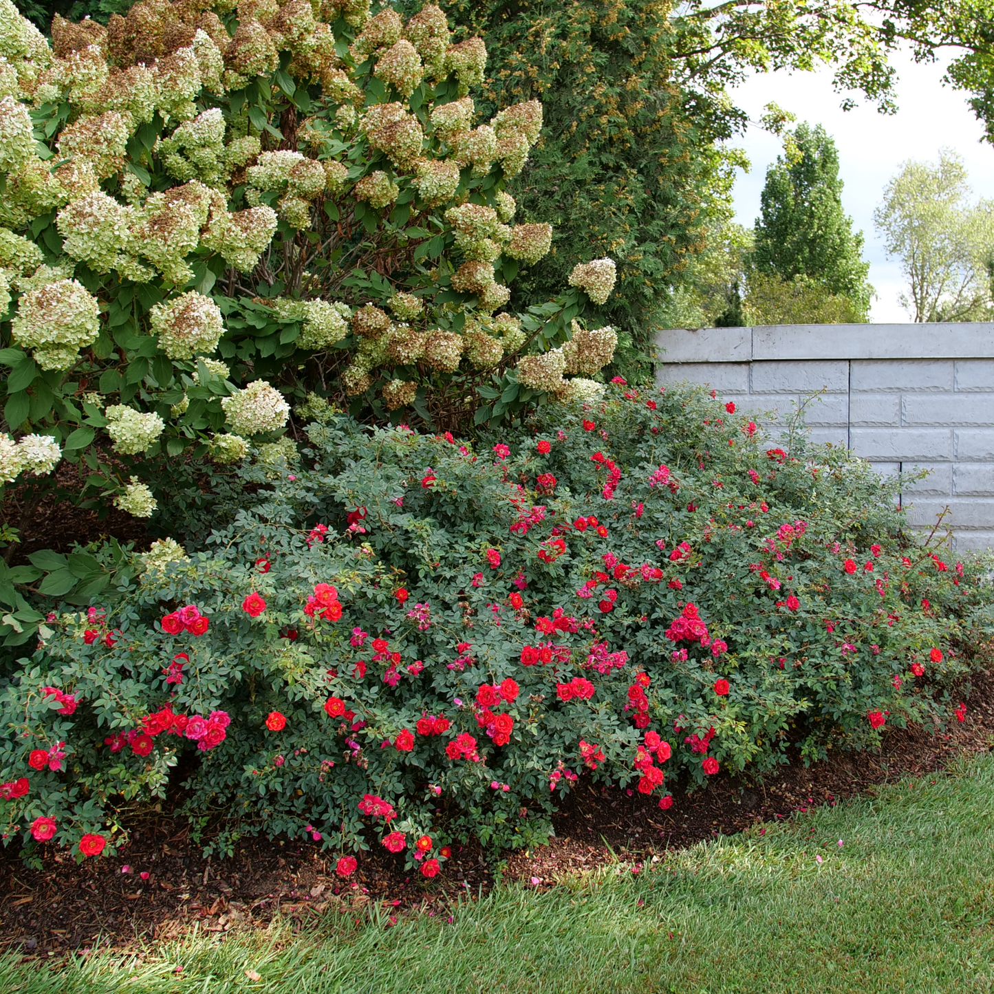 Oso Easy® Urban Legend® Rose
