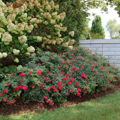 Oso Easy® Urban Legend® Rose