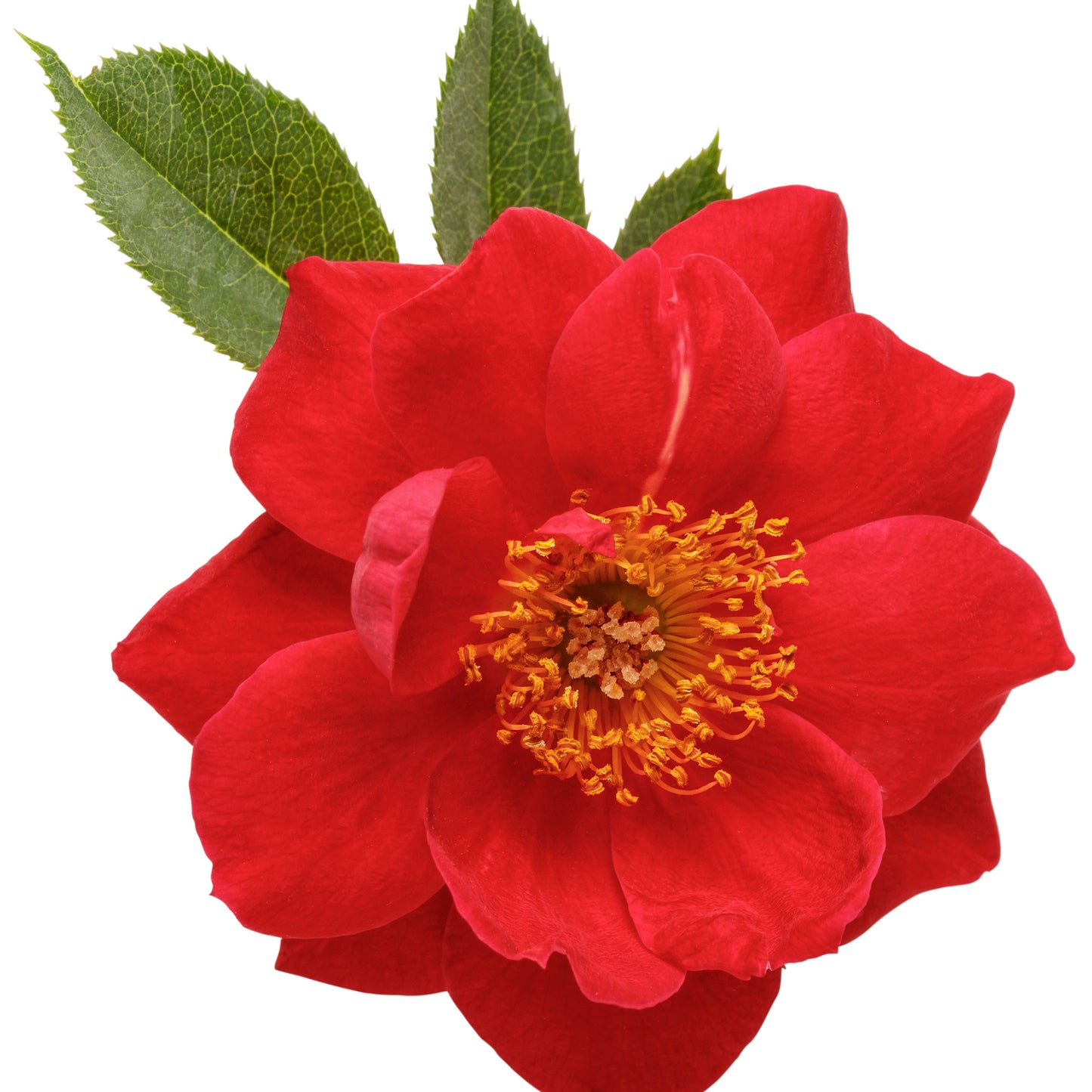 Oso Easy® Urban Legend® Rose