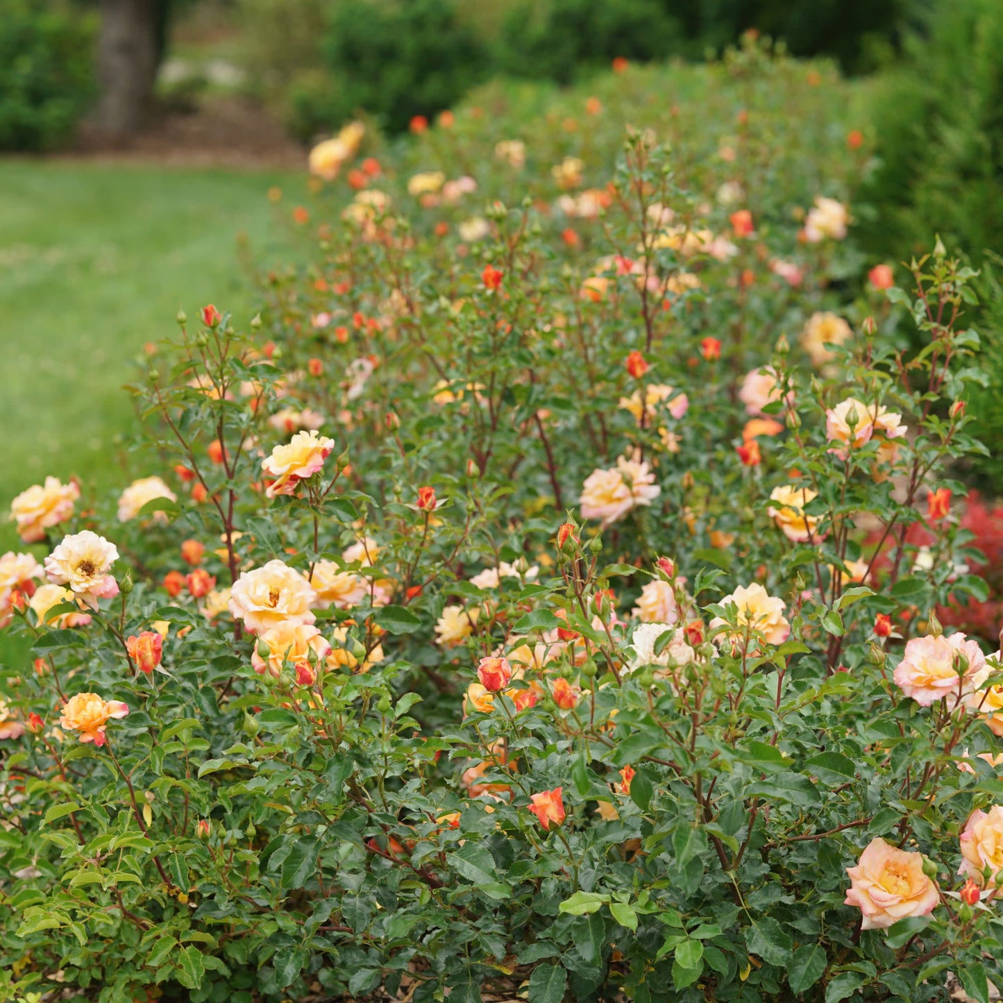 Oso Easy® Suñorita® Rose