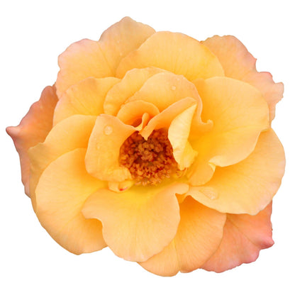 Oso Easy® Suñorita® Rose