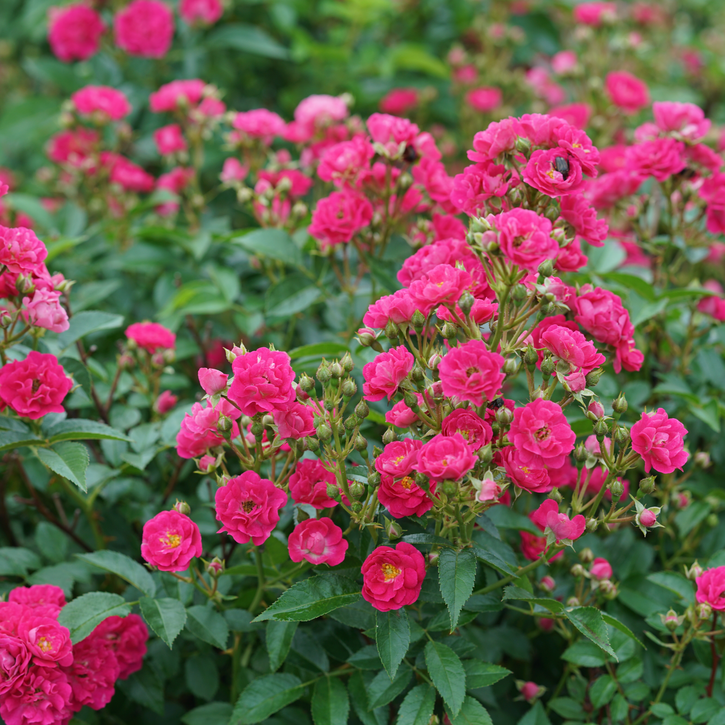 Oso Easy Peasy® Rose
