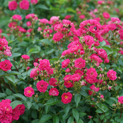 Oso Easy Peasy® Rose