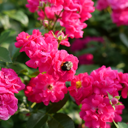 Oso Easy Peasy® Rose