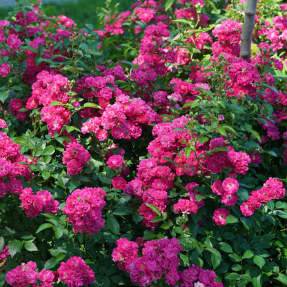 Oso Easy Peasy® Rose
