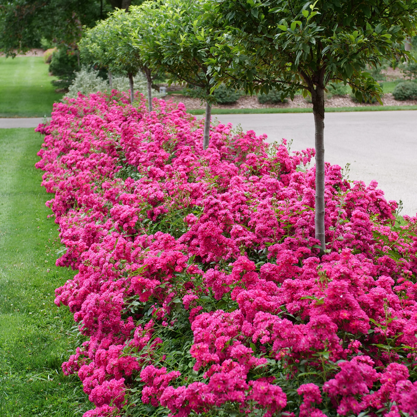 Oso Easy Peasy® Rose