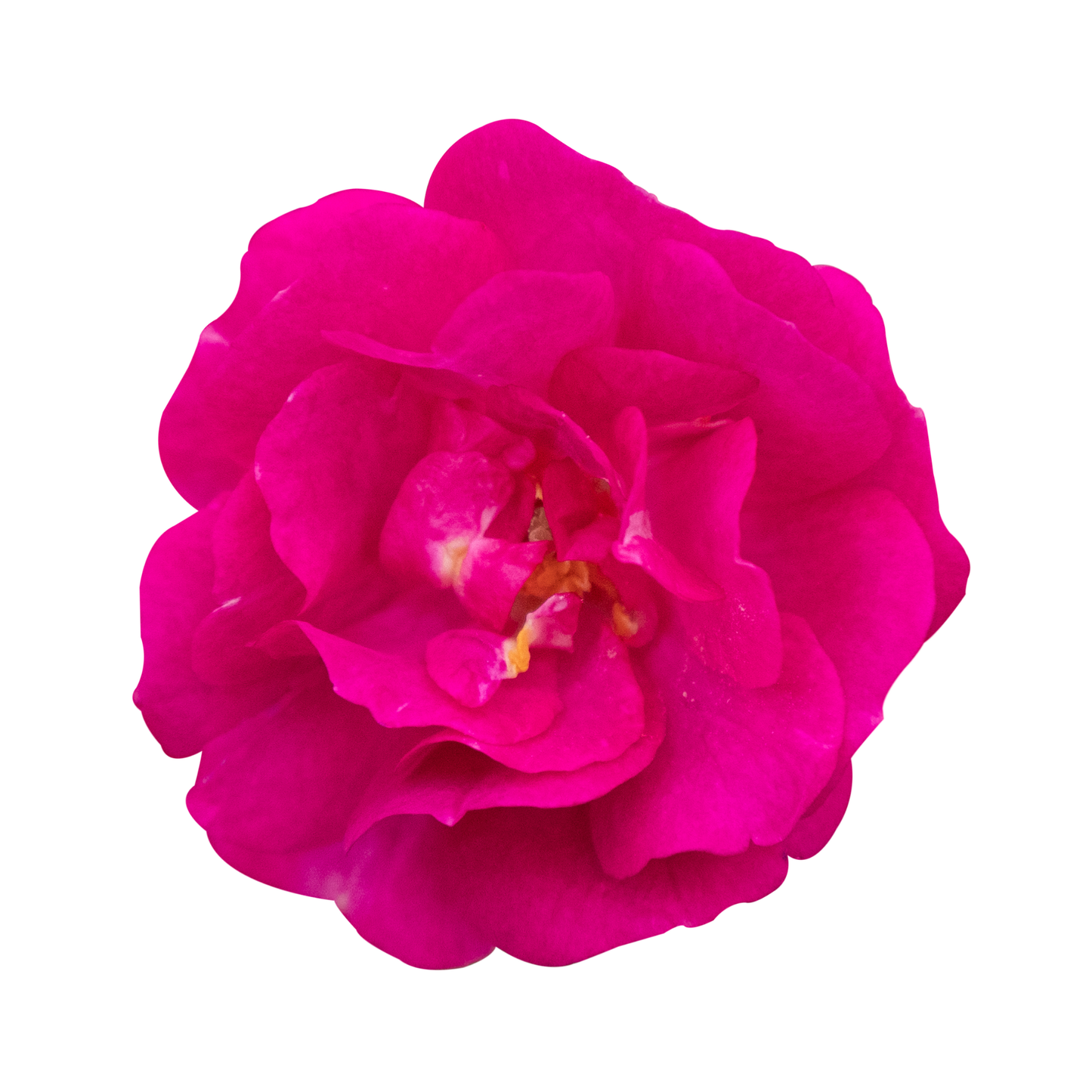 Oso Easy Peasy® Rose
