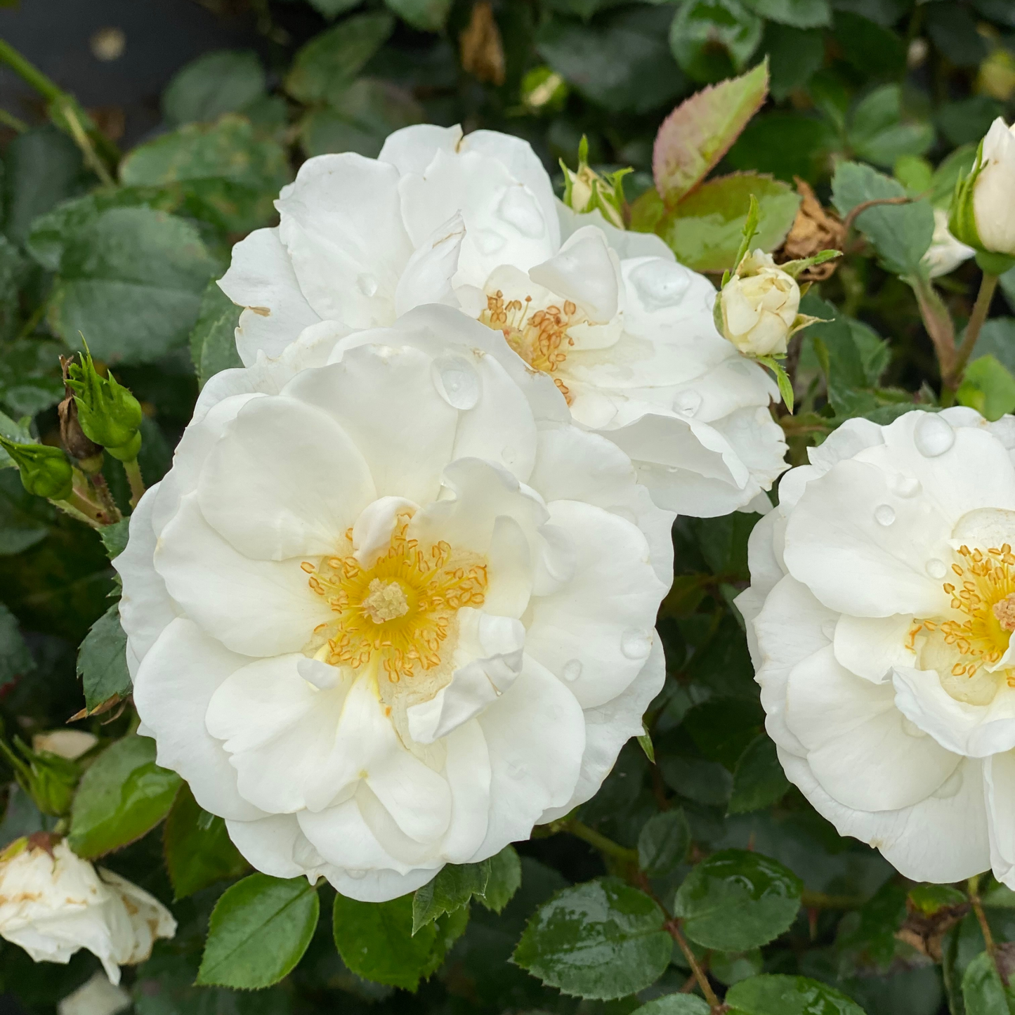 Oso Easy Ice Bay® Rose
