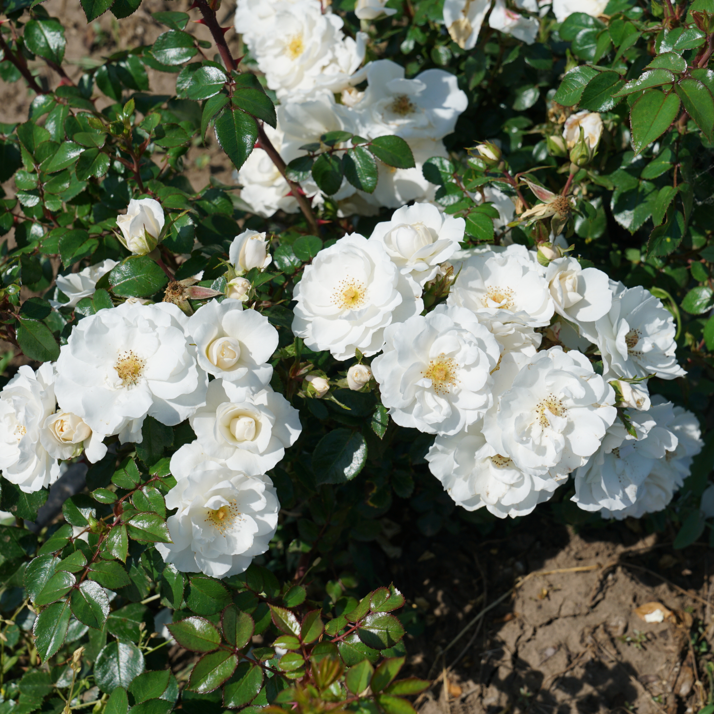 Oso Easy Ice Bay® Rose