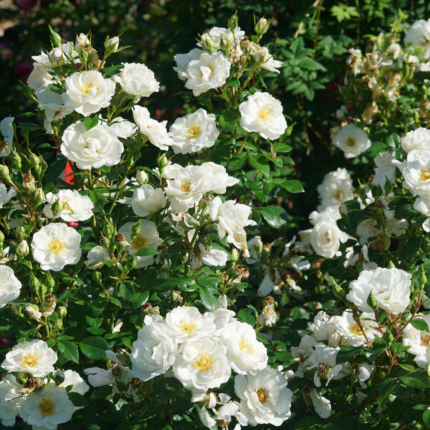 Oso Easy Ice Bay® Rose