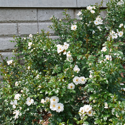 Oso Easy Ice Bay® Rose