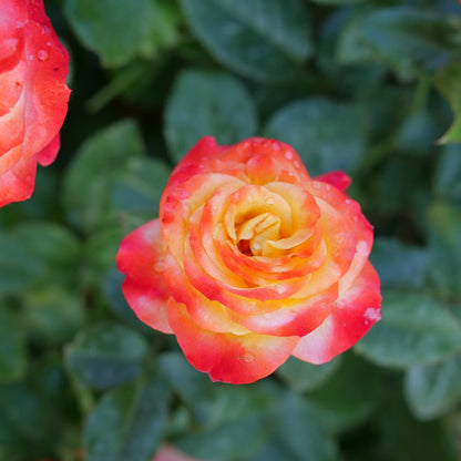 Oso Easy En Fuego Rose up close.