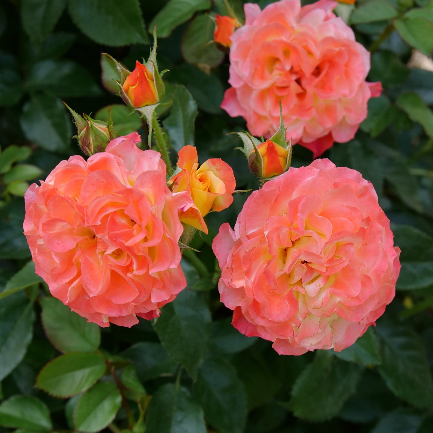 Oso Easy En Fuego Rose up close.
