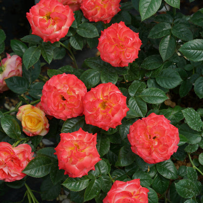 Oso Easy En Fuego Rose up close.