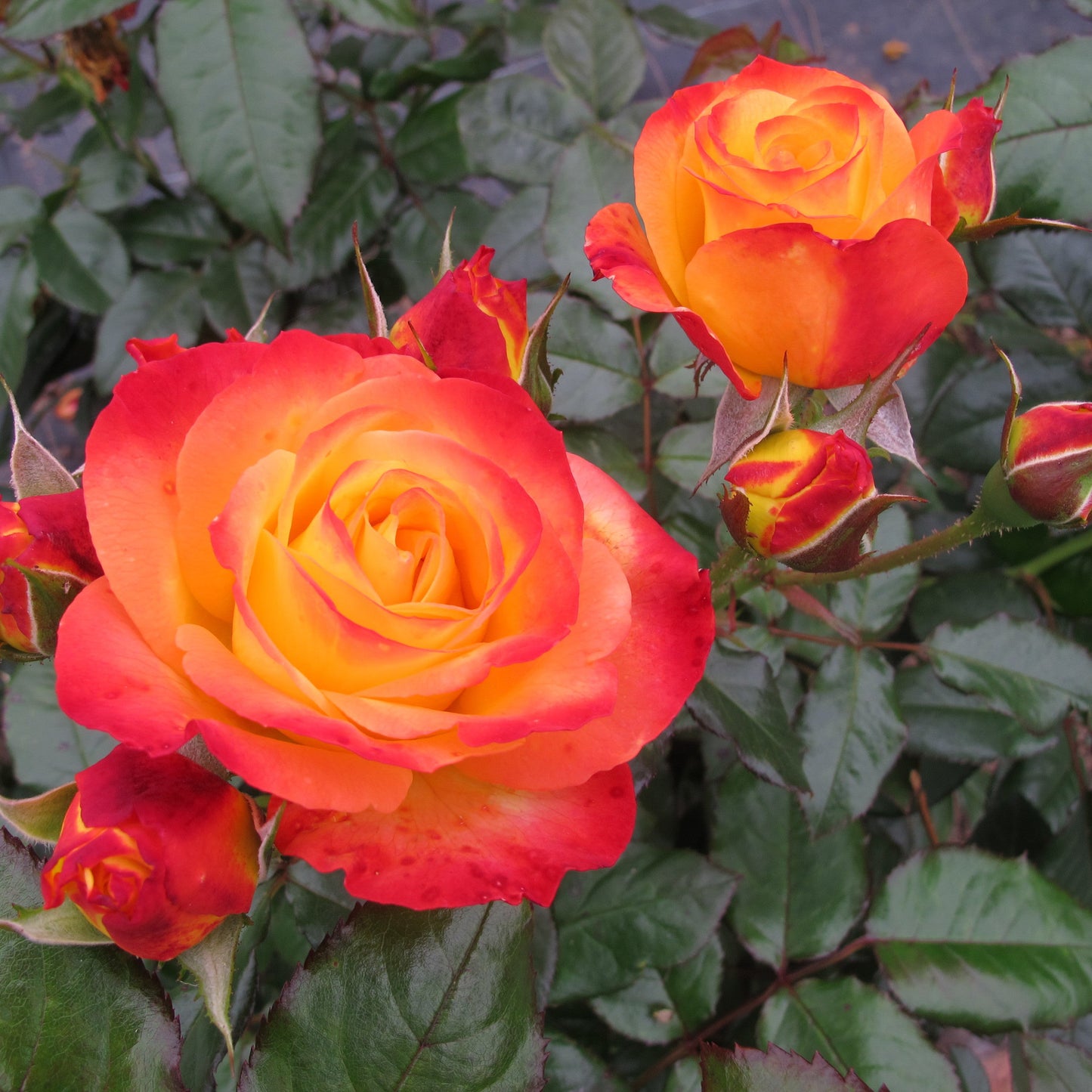 Oso Easy En Fuego Rose up close.