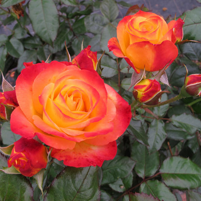 Oso Easy En Fuego Rose up close.