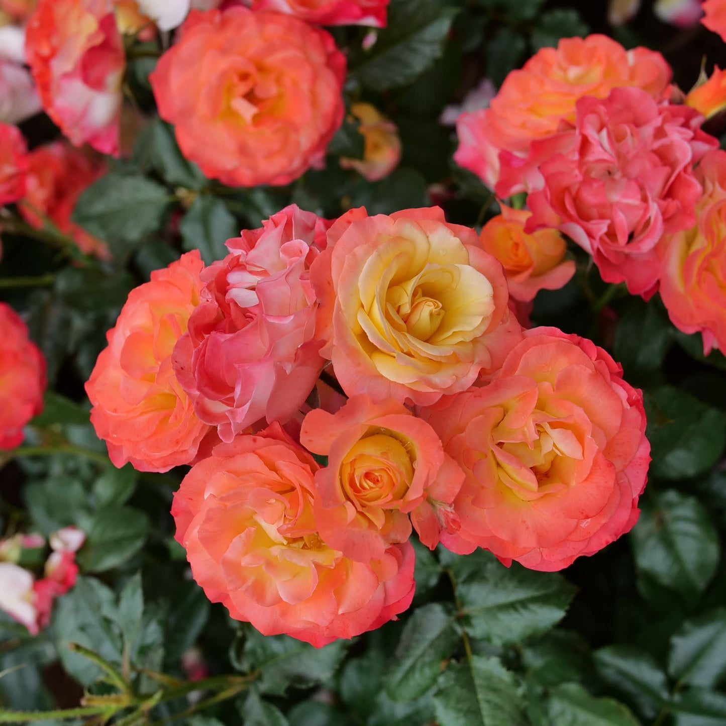 Oso Easy En Fuego® Rose