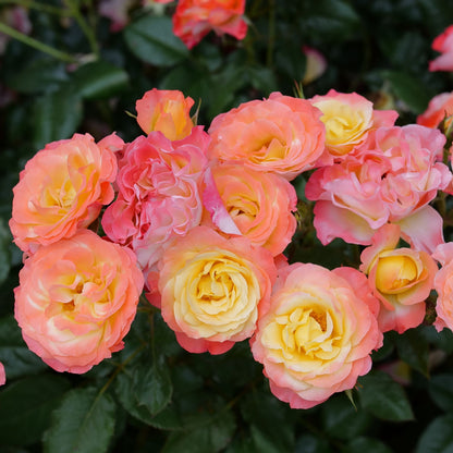 Oso Easy En Fuego® Rose