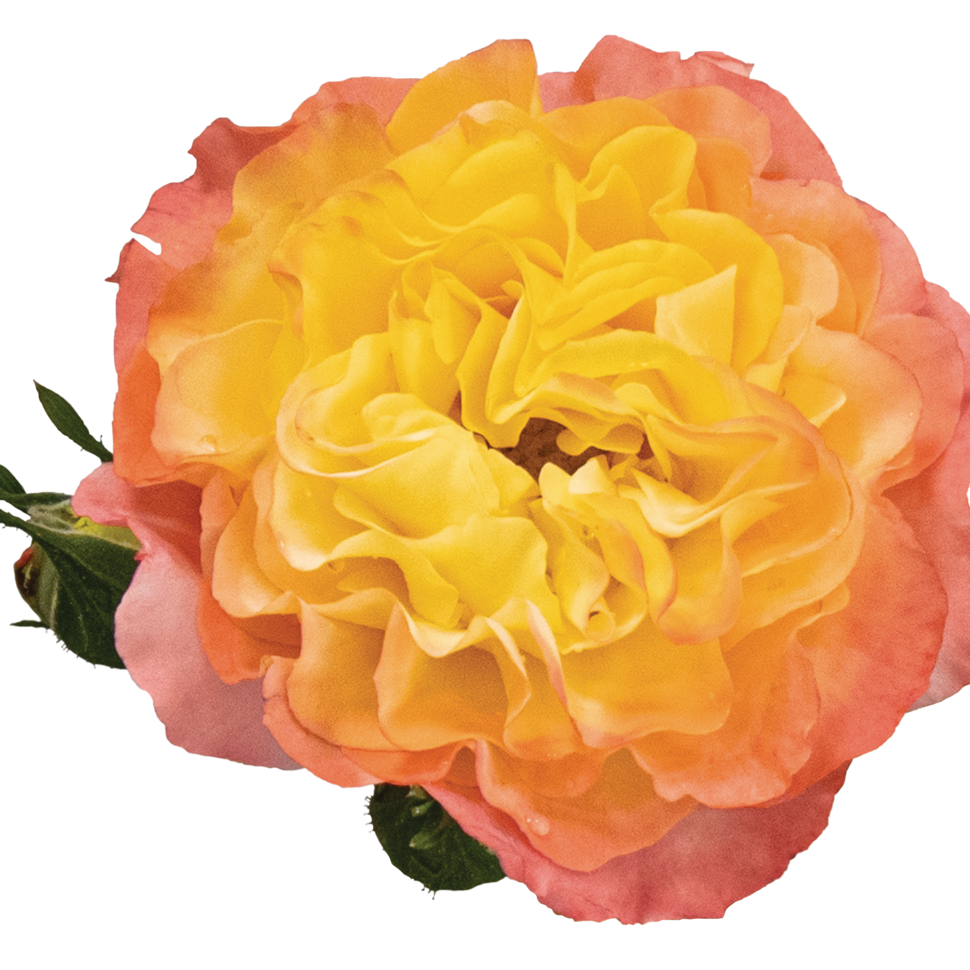 Oso Easy En Fuego Rose in macro.