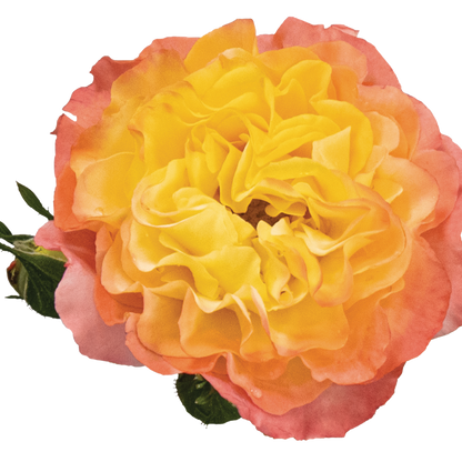 Oso Easy En Fuego Rose in macro.