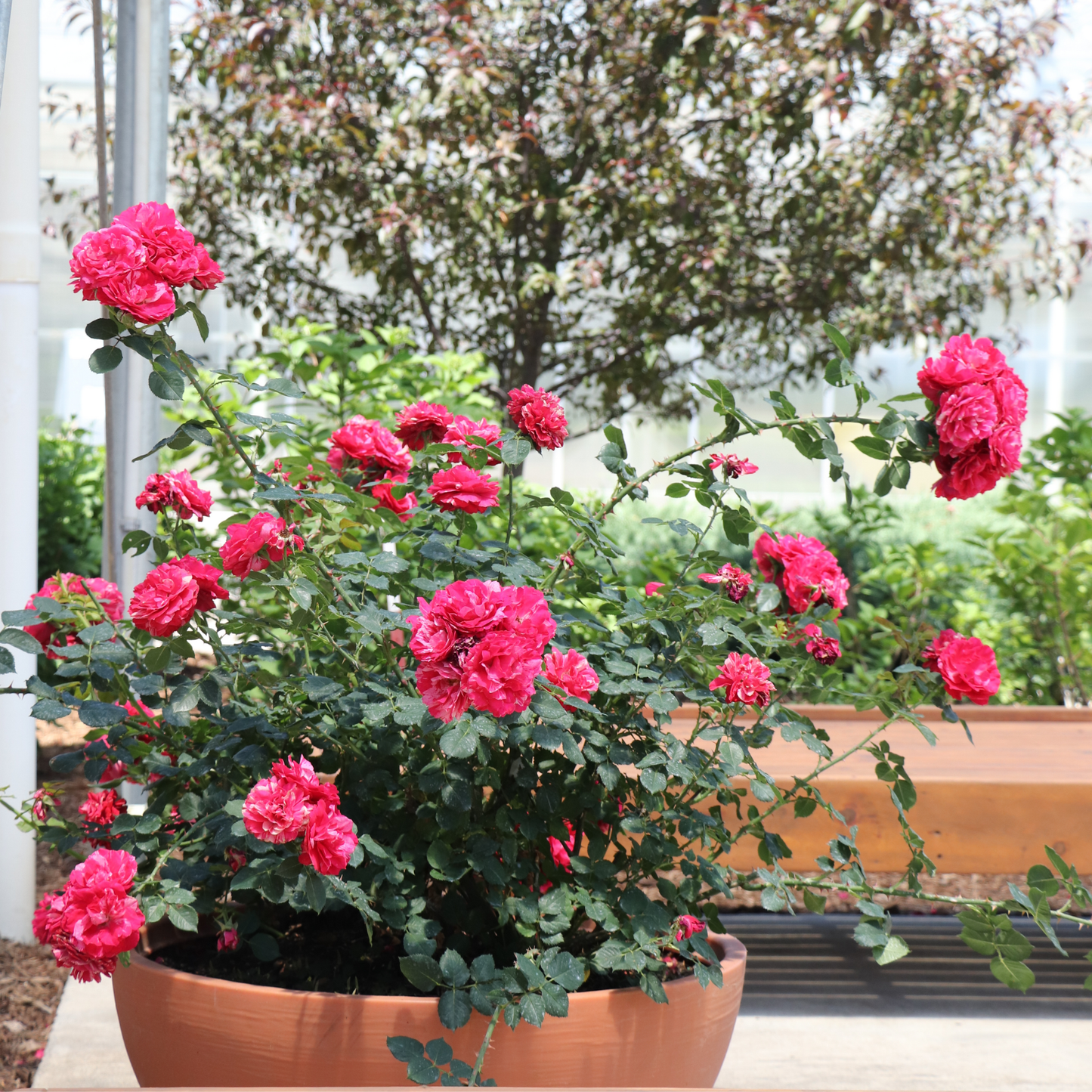 Oso Easy Red Stripe® Landscape Rose (Rosa hybrid) | Proven Winners® New Variety 2026