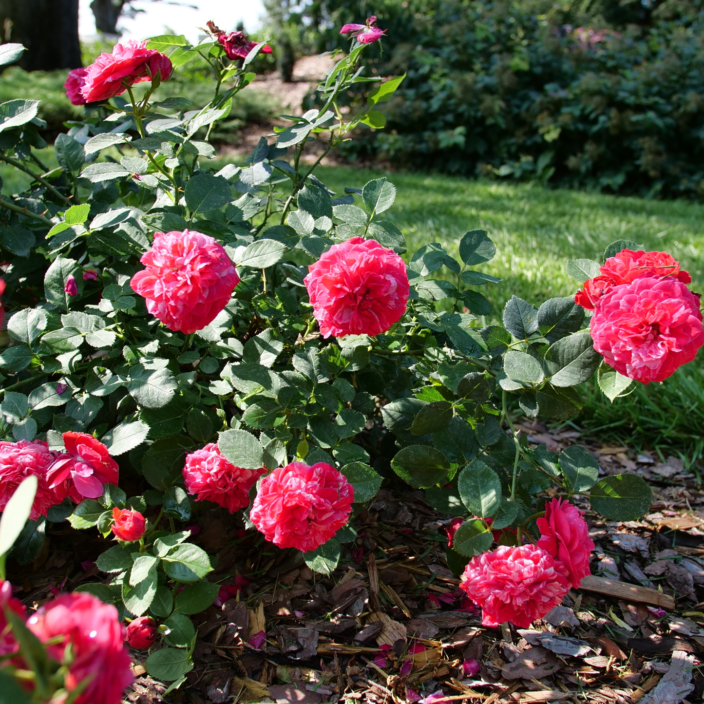 Oso Easy Red Stripe® Landscape Rose (Rosa hybrid) | Proven Winners® New Variety 2026