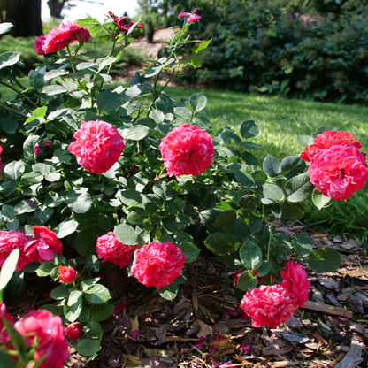Oso Easy Red Stripe® Landscape Rose (Rosa hybrid) | Proven Winners® New Variety 2026