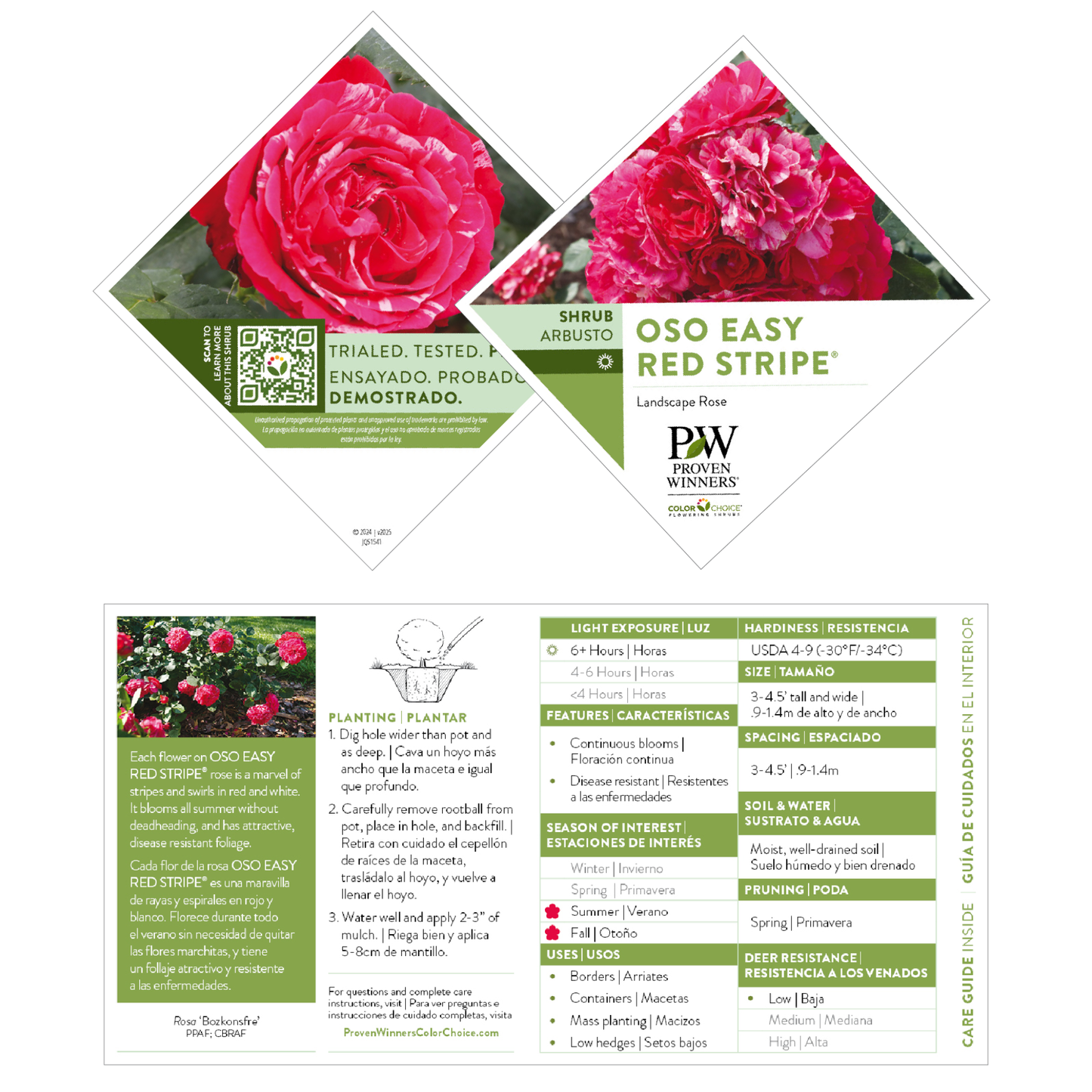 Oso Easy Red Stripe® Landscape Rose (Rosa hybrid) | Proven Winners® New Variety 2026